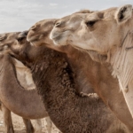 Suudi Arabistan'dan, yerel ve uluslararası pazarda kullanım için deve pasaportu projesi