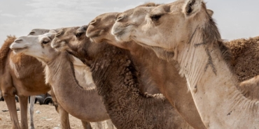 Suudi Arabistan'dan, yerel ve uluslararası pazarda kullanım için deve pasaportu projesi