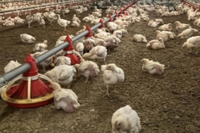 Tavuk ihracatı durduruldu