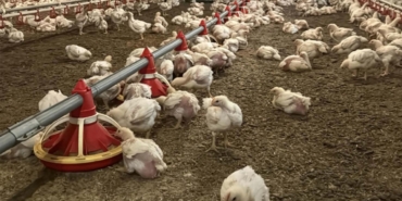 Tavuk ihracatı durduruldu