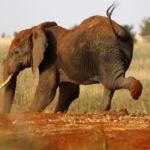 Tayland'da kamp yapan turist, filin saldırısı sonucu hayatını kaybetti