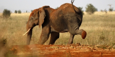 Tayland'da kamp yapan turist, filin saldırısı sonucu hayatını kaybetti