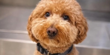 Uçağa binebilmek için, köpeğini havaalanında terk etti