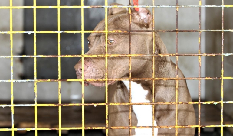 2 çocuğu yaralayan pitbullun sahibi hakkında iddianame düzenlendi