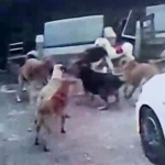 Adana'da başıboş köpeklerin saldırdığı gebe kedi öldü
