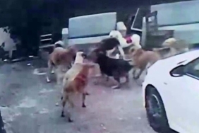 Adana'da başıboş köpeklerin saldırdığı gebe kedi öldü