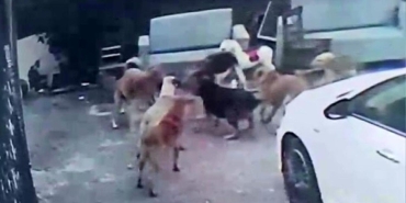 Adana'da başıboş köpeklerin saldırdığı gebe kedi öldü