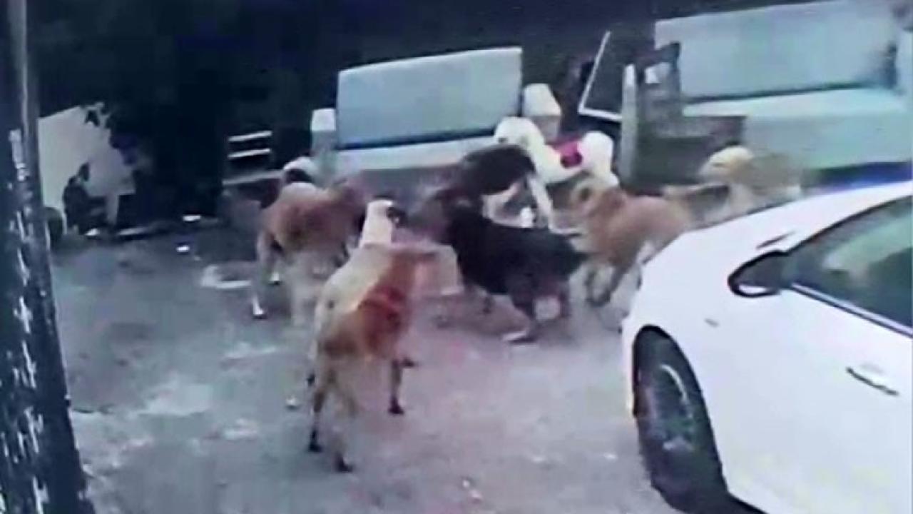 Adana'da başıboş köpeklerin saldırdığı gebe kedi öldü