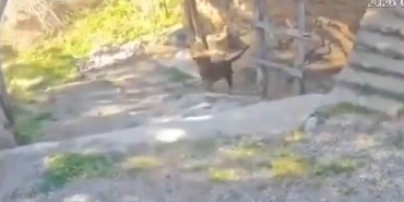 Antalya'da başıboş köpeklerin saldırdığı çocuk yaralandı