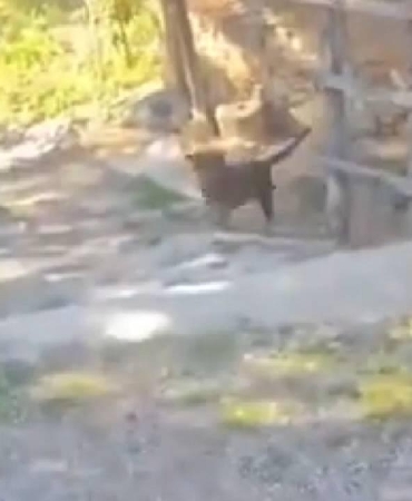 Antalya'da başıboş köpeklerin saldırdığı çocuk yaralandı