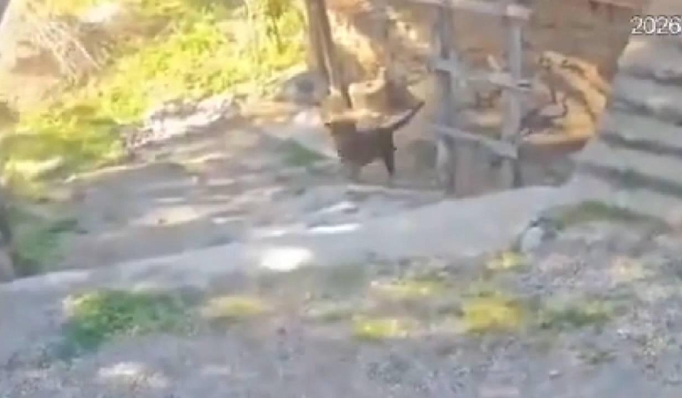 Antalya'da başıboş köpeklerin saldırdığı çocuk yaralandı