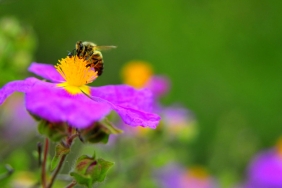 Arıların genetiğini bozan gizli tehlike