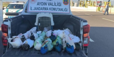 Aydın'da yolcu otobüsünde 12 tavus kuşu ele geçirildi