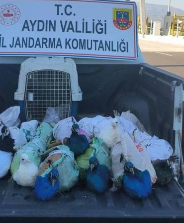 Aydın'da yolcu otobüsünde 12 tavus kuşu ele geçirildi