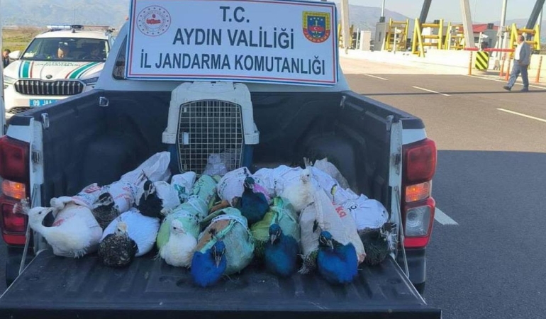 Aydın'da yolcu otobüsünde 12 tavus kuşu ele geçirildi