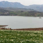 Baharın habercisi nergisler çiçek açtı