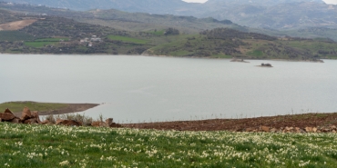 Baharın habercisi nergisler çiçek açtı