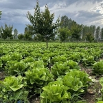Bakanlıktan 'akıllı tarım' odaklı projelere hibe desteği