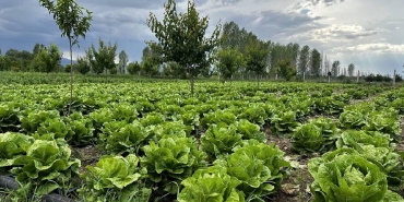 Bakanlıktan 'akıllı tarım' odaklı projelere hibe desteği