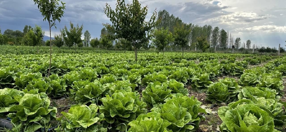 Bakanlıktan 'akıllı tarım' odaklı projelere hibe desteği