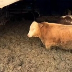 Çorum'da hayvan refahına aykırı davranan işletmeye idari para cezası kesildi