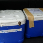 Genç kadının organları 3 kişiye umut oldu