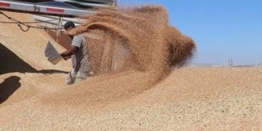 Hububat üretiminde bu yıl yüksek verim bekleniyor