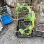 İstanbul'da petshop denetiminde 39 papağana el konuldu