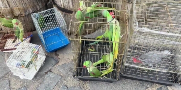 İstanbul'da petshop denetiminde 39 papağana el konuldu