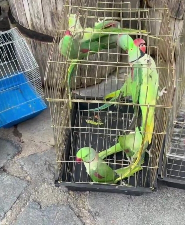 İstanbul'da petshop denetiminde 39 papağana el konuldu
