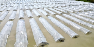 Mersin'de sağanak: Tarım arazileri su altında kaldı