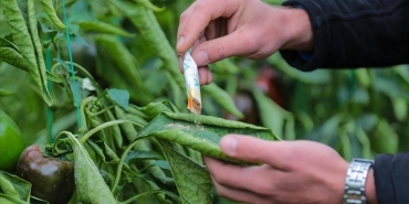 Orman zararlılarıyla mücadelede 1 milyondan fazla faydalı organizma üretildi