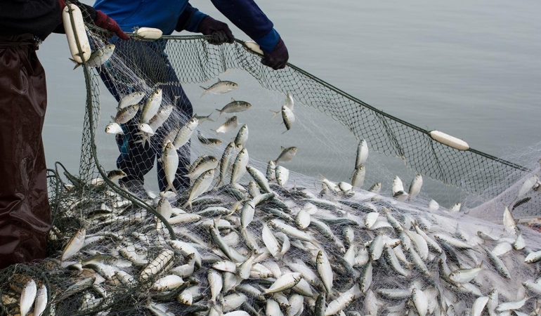 Su ürünleri sektörü 2026'da yeni rekor bekliyor