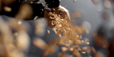 Tahıl tohumluklarının sertifikasyonu elektronik ortamda gerçekleştirilecek