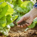 Tarım sezonu yağışlarında rekor artış