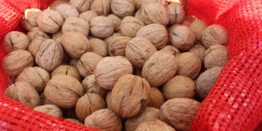 TİGEM 20 ton mahsul ceviz satacak