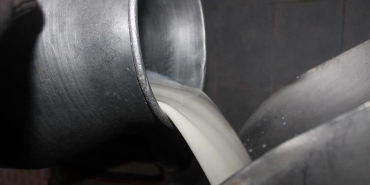 Toplanan inek sütü miktarı ocakta 944 bin 926 ton oldu