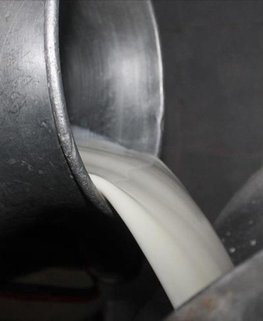 Toplanan inek sütü miktarı ocakta 944 bin 926 ton oldu