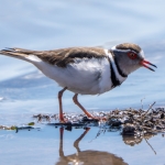 Türkiye'de ilk kez takkeli cılıbıt kuşu görüldü