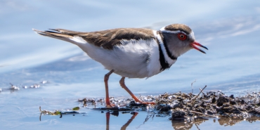 Türkiye'de ilk kez takkeli cılıbıt kuşu görüldü