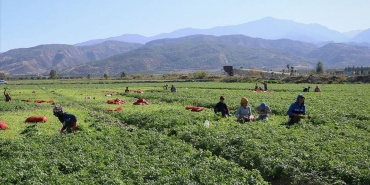 Türkiyede tarımın en kapsamlı sayımında son aşama