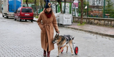 12 yıllık can dostu yürüteçle yeniden ayağa kalktı