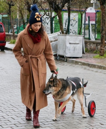 12 yıllık can dostu yürüteçle yeniden ayağa kalktı