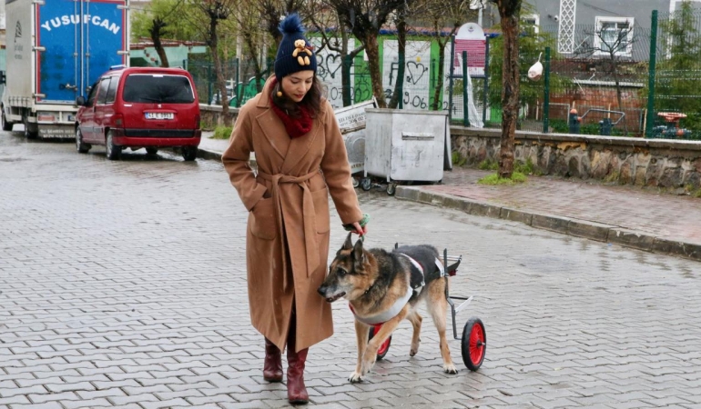 12 yıllık can dostu yürüteçle yeniden ayağa kalktı