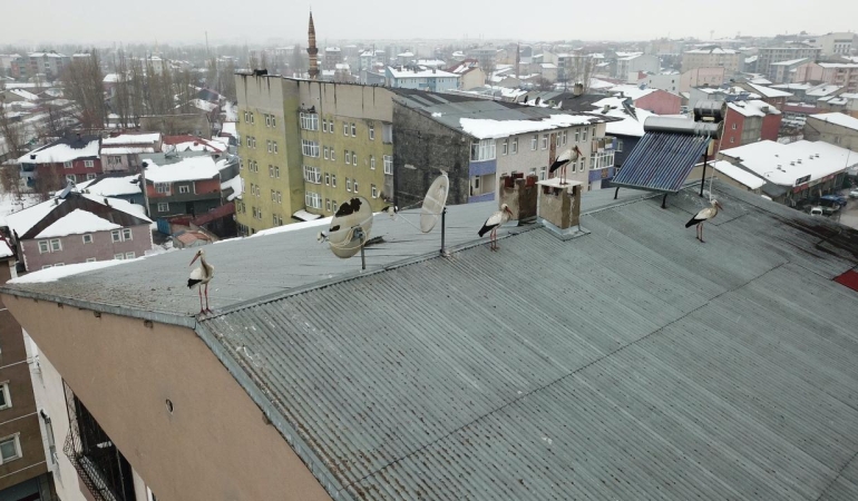 Ağrı'da kışın ortasında leylek sürprizi