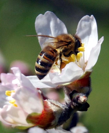 Arıların genetiğini bozan gizli tehlike