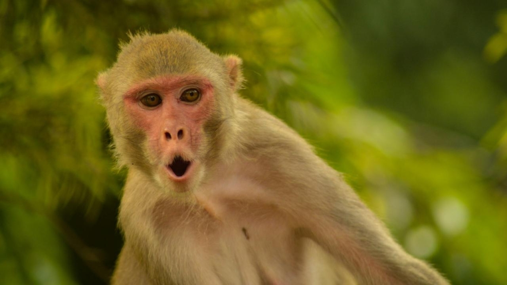 Axios: Hürmüz'e giden gemide bulunan bir ABD askeri, Tayland molasında maymun saldırısına uğradı