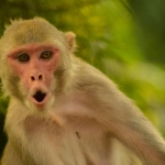 Axios: Hürmüz'e giden gemide bulunan bir ABD askeri, Tayland molasında maymun saldırısına uğradı