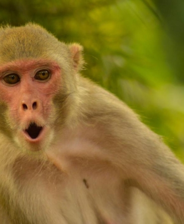 Axios: Hürmüz'e giden gemide bulunan bir ABD askeri, Tayland molasında maymun saldırısına uğradı