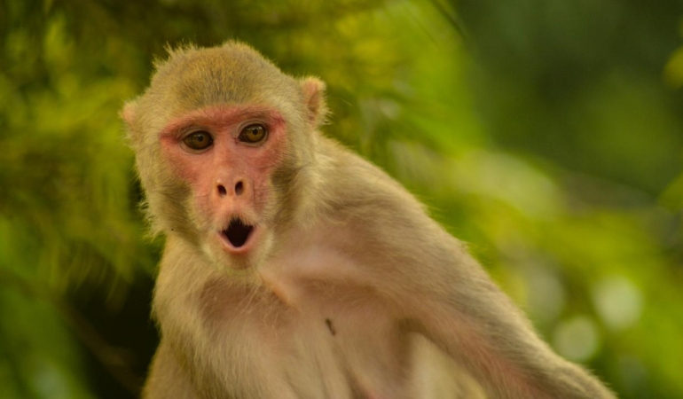 Axios: Hürmüz'e giden gemide bulunan bir ABD askeri, Tayland molasında maymun saldırısına uğradı